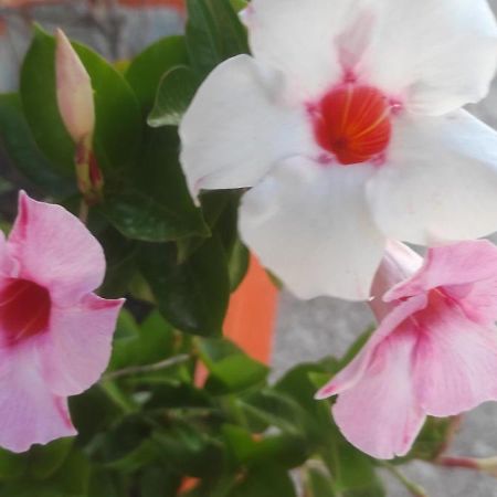 Villaggio Albergo Cervo زابونيتا المظهر الخارجي الصورة